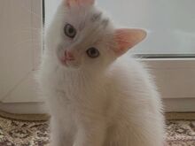 Lumivalged kassipojad