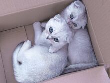 Scottish fold