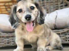 Bear Creek dachshund