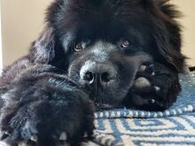 Newfoundlandi koera kutsikad 