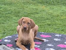 Vizsla / Ungari lühikarvalise linnukoera kutsikad
