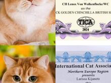Briti Golden chinchilla/white  Kaunitar HELGA