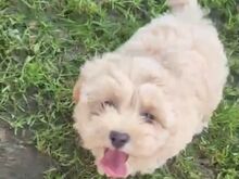 Maltipoo kutsikas