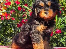 Cavapoo kutsikad