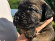 Cane Corso kutsikad