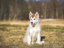 2 кобеля аляскинского маламута