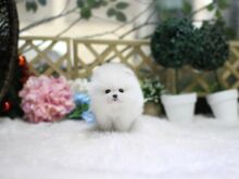Pomeranian kutsikad
