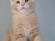 Maine Coon kassipojad, isased