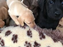 Labradori retriiveri kutsikad