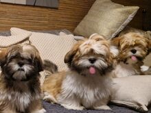 Lhasa apso