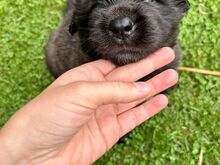 LEONBERGER