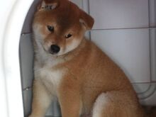 Jaapani shiba inu