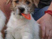 Jack Russell terjeri kutsikapoiss (FCI/LKF)