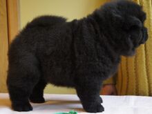 Chow Chow kutsikad