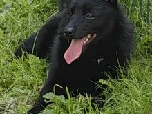 Schipperke - Schipperke