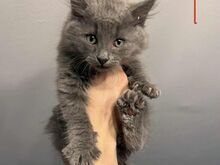 Kassipojad, emased ja isased