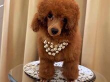 Miniature/ toy poodles (FCI/LKD)