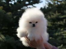Pomeranian kutsikas