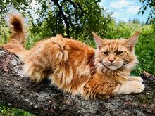 Maine Coon tõugu emased kassipojad
