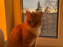 Дружелюбный котёнок Мольберт