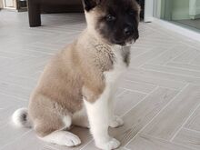 Akita kutsikad