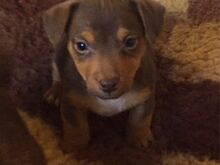 Jack Russelli kutsikad