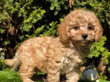 Cavapoo kutsikad