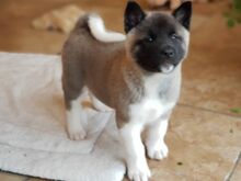 Akita kutsikad