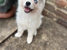 Pomsky Kutsikad | Kennelklubis Registreeritud