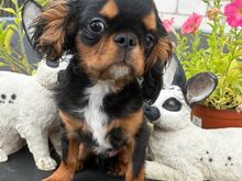 King Charles Spanjel