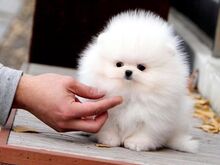 Pomeranian kutsikad