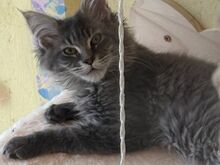 Maine Coon kassipojad