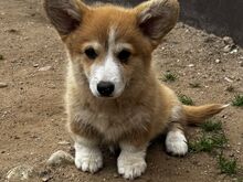 Pembroke Welsh Corgi