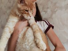 Maine Coon isane
