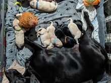 5 emast / 3 isast labradori retriiveri kutsikat