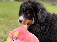 Berni alpi karjakoera kutsikad