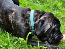 5-kuune isane Cane Corso kutsikas