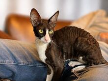 CORNISH REX KITTENS