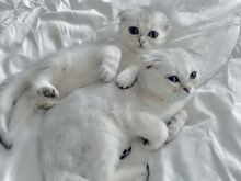 Scottish fold