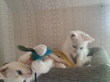 Kassipoiss Magnus