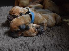 RHODESIA RIDGEBACKI KUTSIKAD SAADAVAL