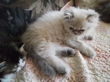 Персидские котята