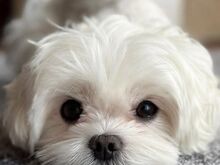 Malta Bichon