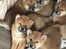JAPANI SHIBA INU