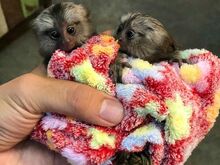 Müüa ja lapsendada marmoset-ahve
