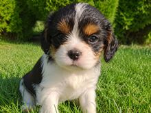 Cavalier King Charles spanjeli kutsikad