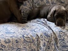 SUPERILUSAD CANE CORSO KUTSIKAD