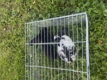 Küülikud