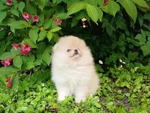 Pomeranian kutsikad