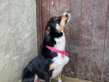Bordercollie